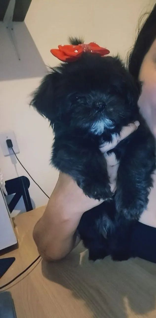 Lhasa casal 