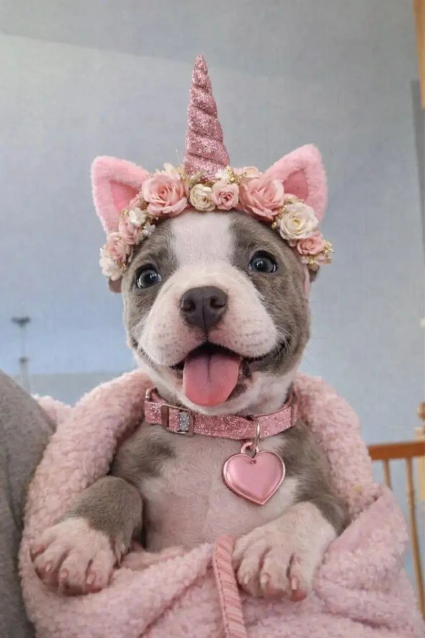 Americam Bully fêmea e macho Pocket e micro fff