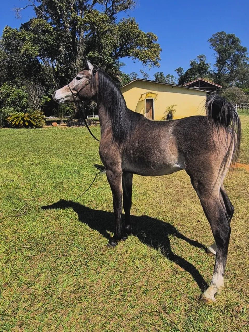 Cavalo Puro Sangue Árabe (Potro)