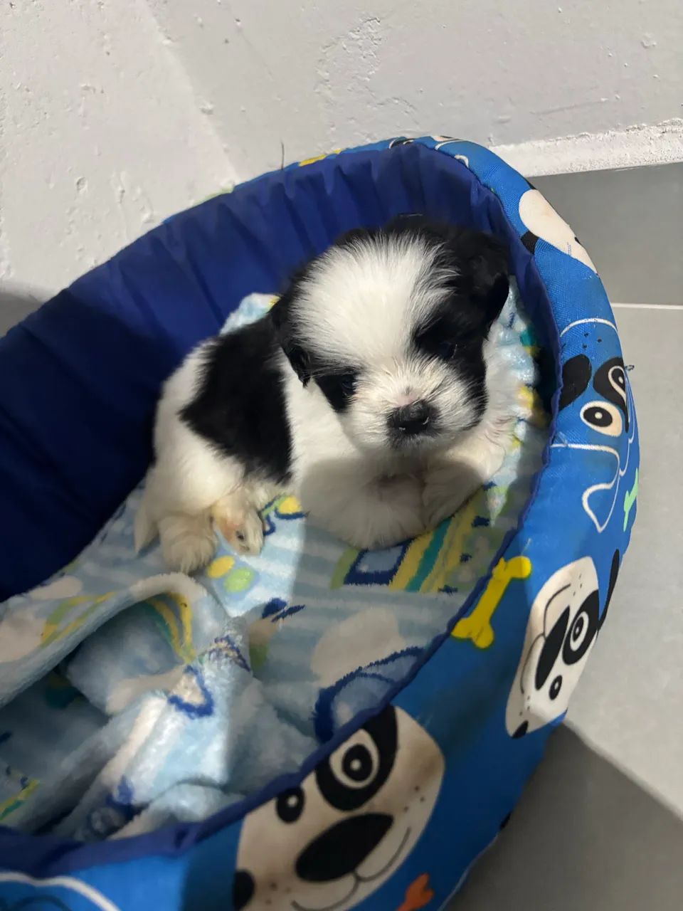 Shih tzu macho  - Foto 4