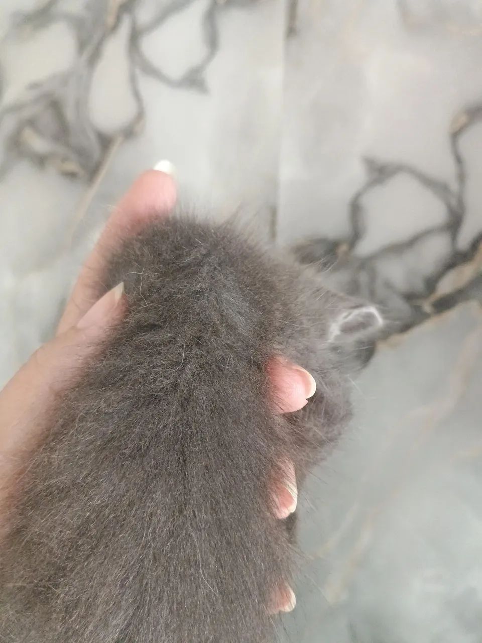 Gatinho cinza macho - Foto 3