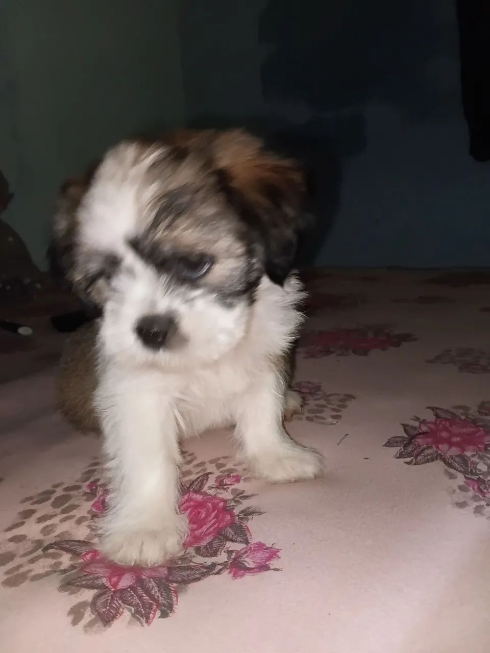 Shih tzu - Foto 2