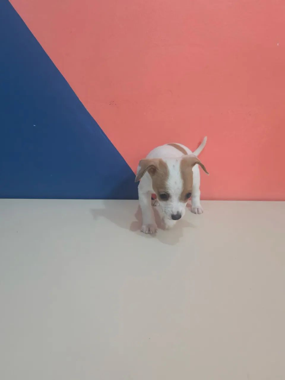 Pinscher 1 macho  - Foto 5
