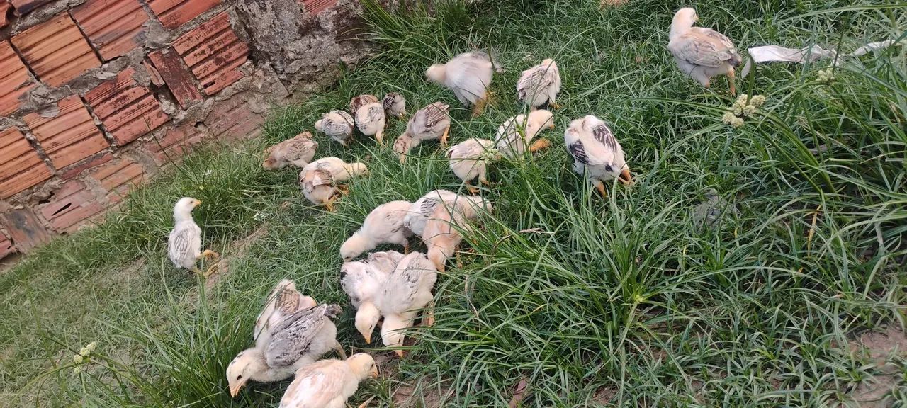 Vendo pintos caipira e indianos crista bola - Foto 3