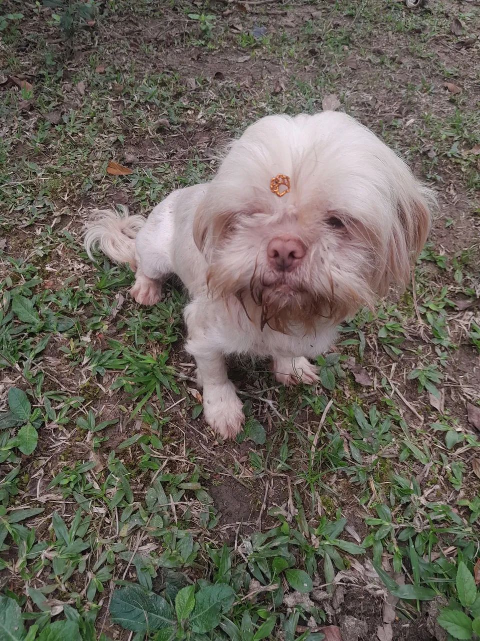DOANDO shihtzu femea - Foto 2