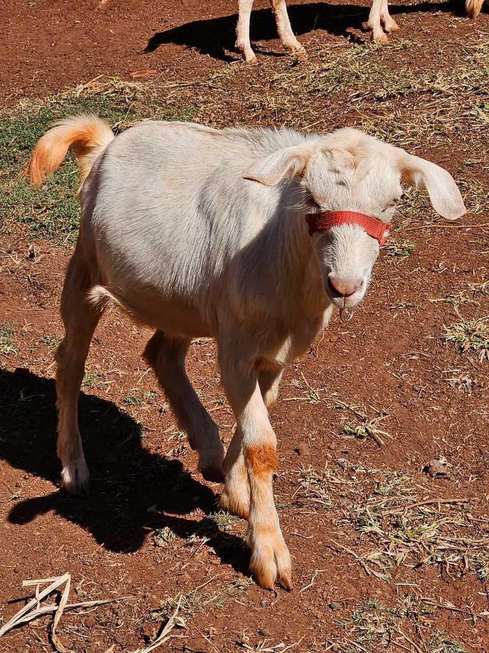 Cabrito - Foto 2