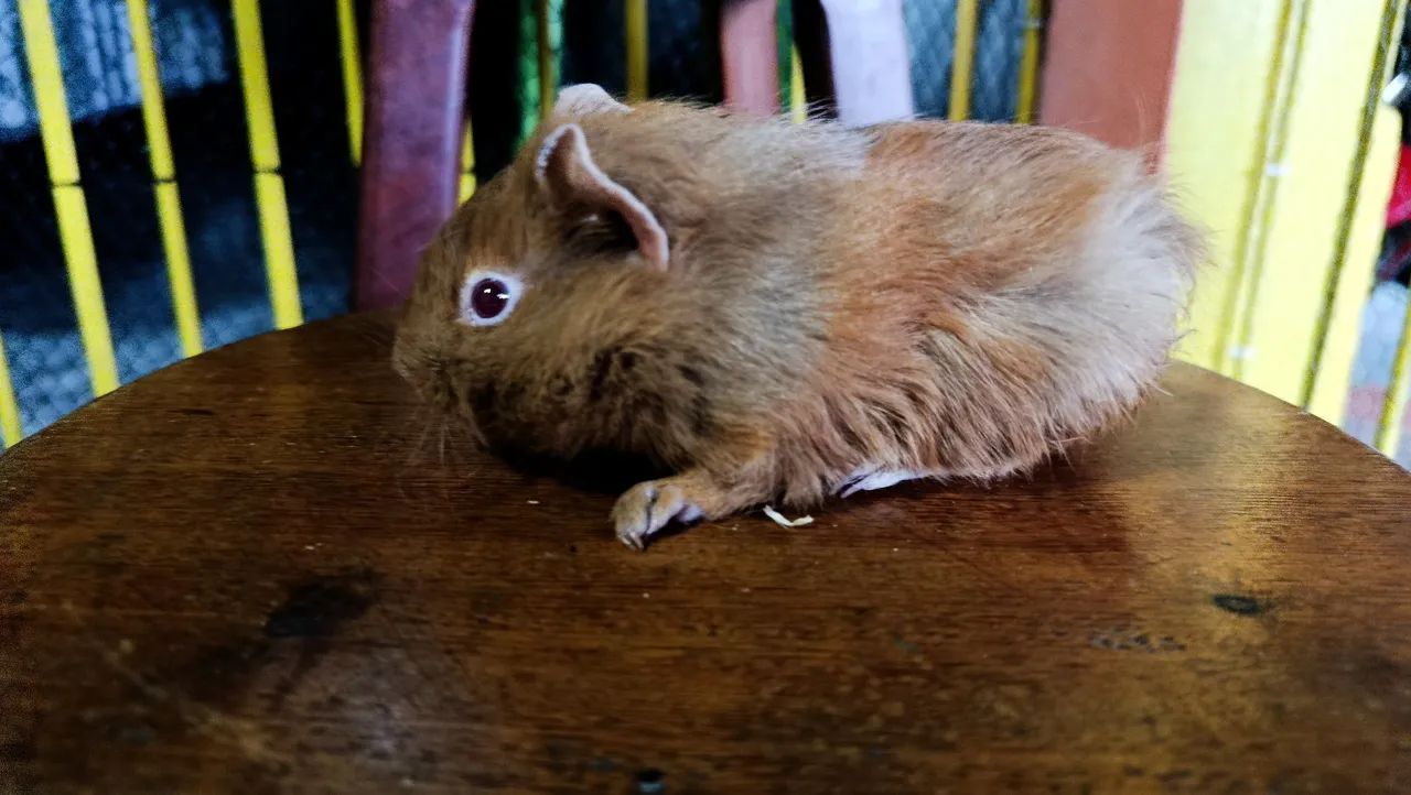 FILHOTE FEMEA DE PORQUINHO DA ÍNDIA - Foto 4