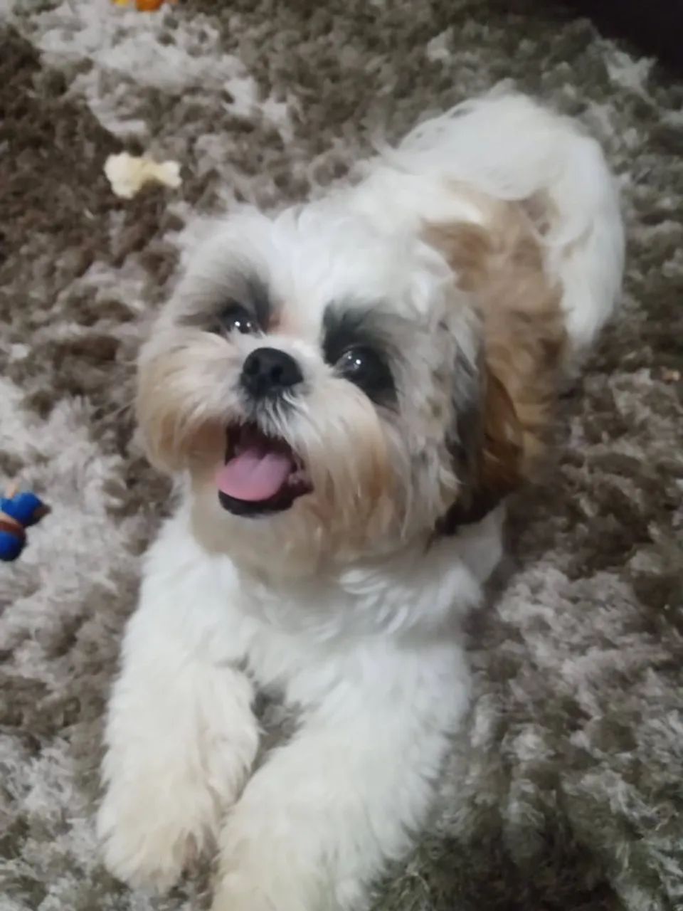 Lindo Schitzu!  - Foto 3