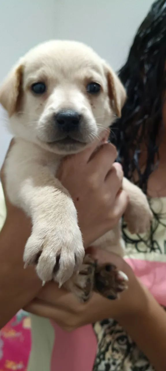 Adoção responsável  - Foto 3