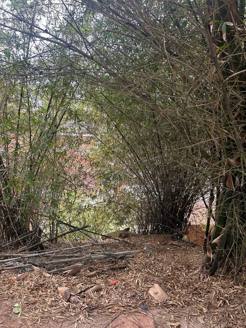 Terreno na Guaxuma   - Foto 2