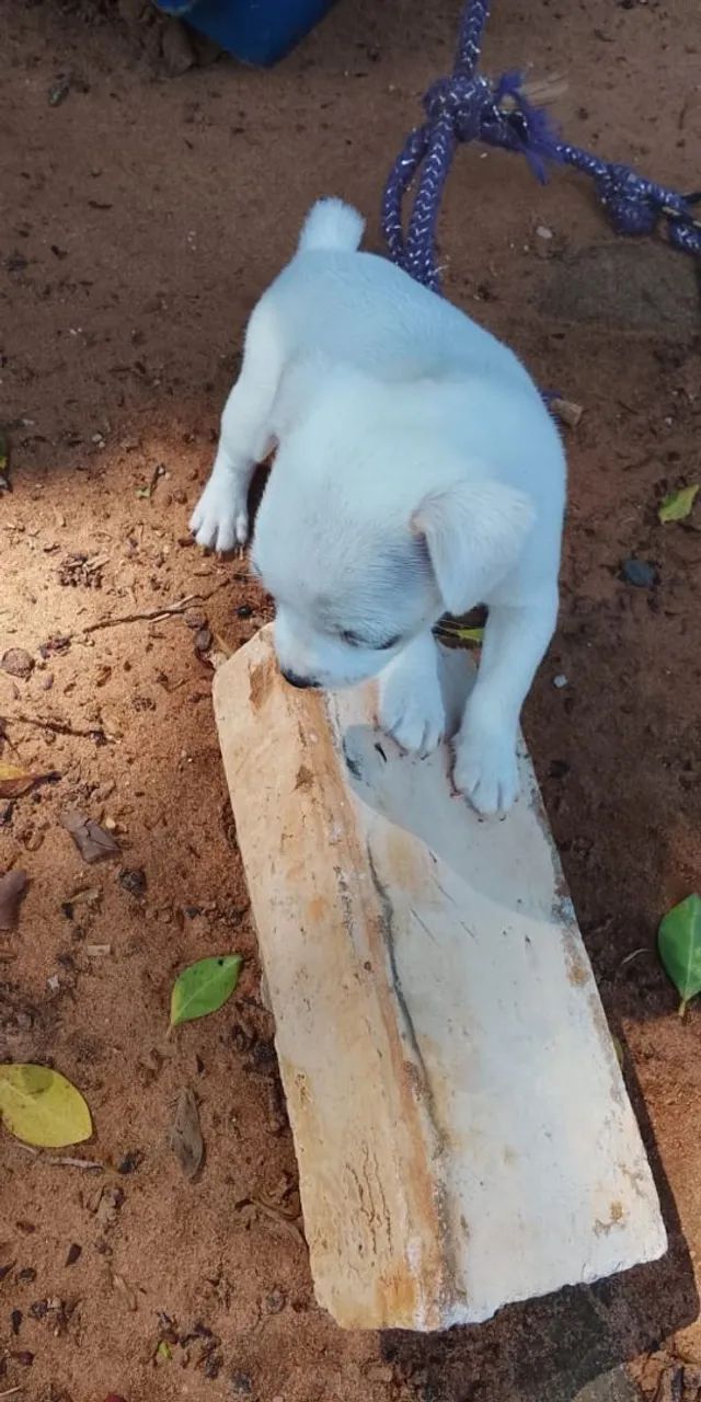 Vendo 