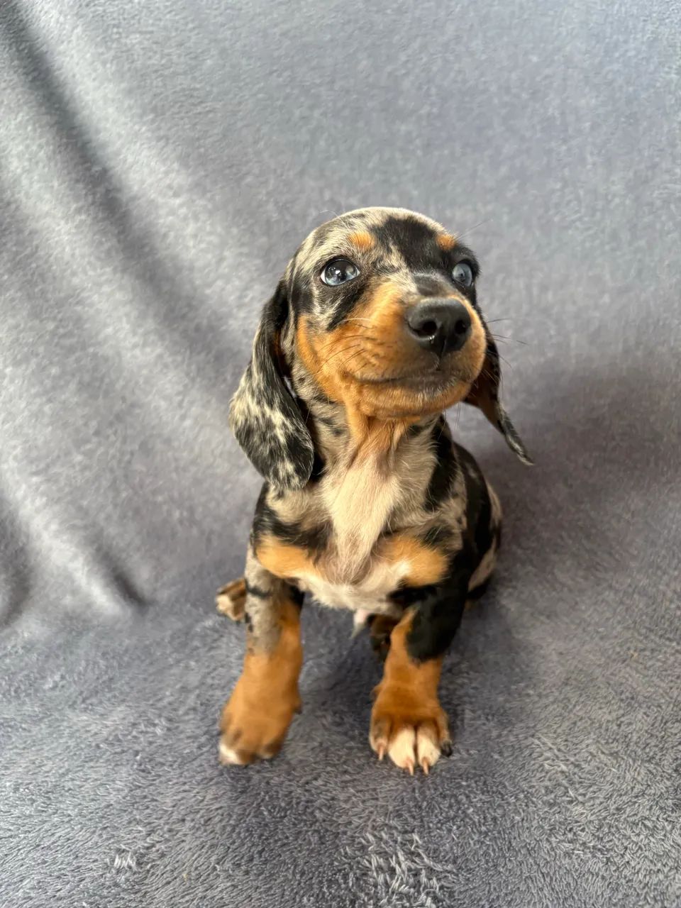 Dachshund Alerquim 