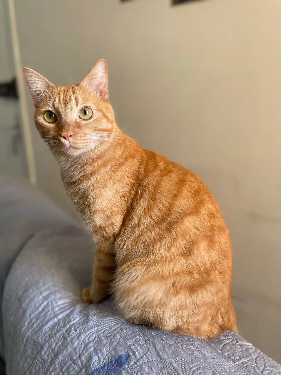 Gato laranja macho castrado - para doação  - Foto 4