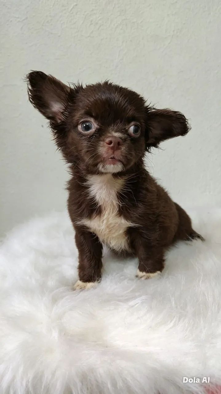 Chihuahua 