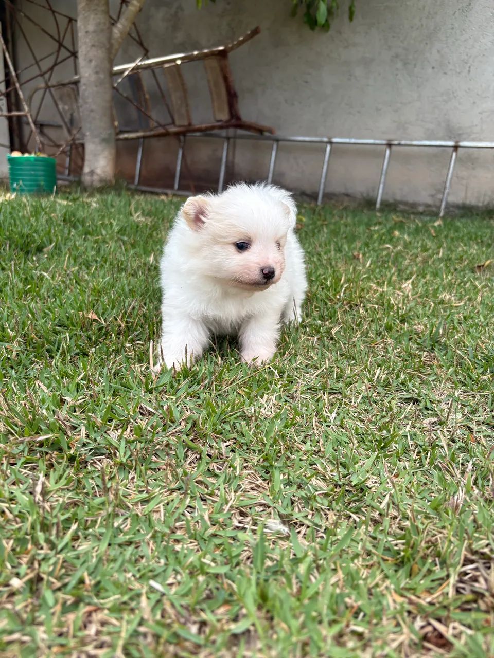 Spitz alemão macho