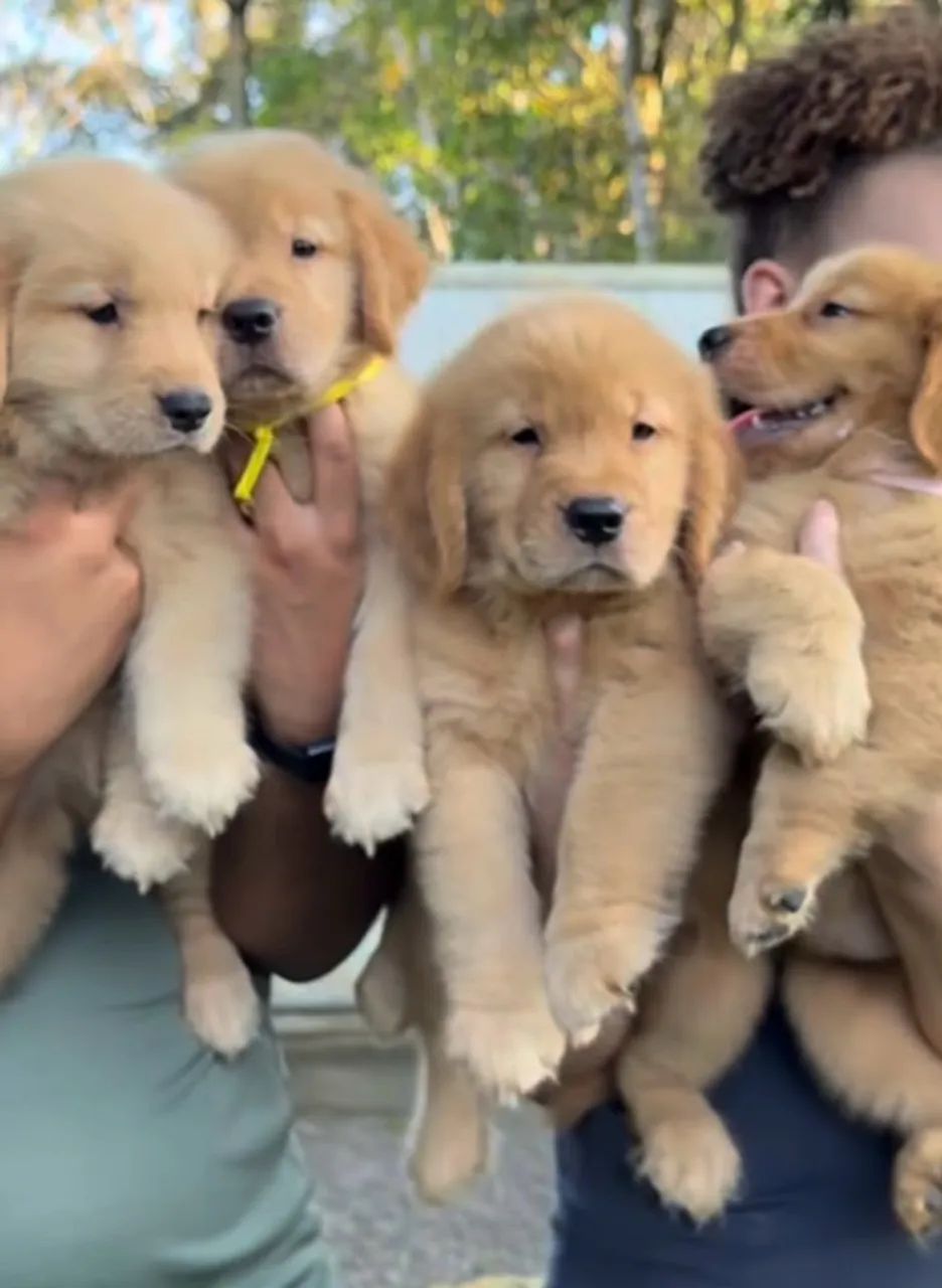Doação responsável de golden  - Foto 2
