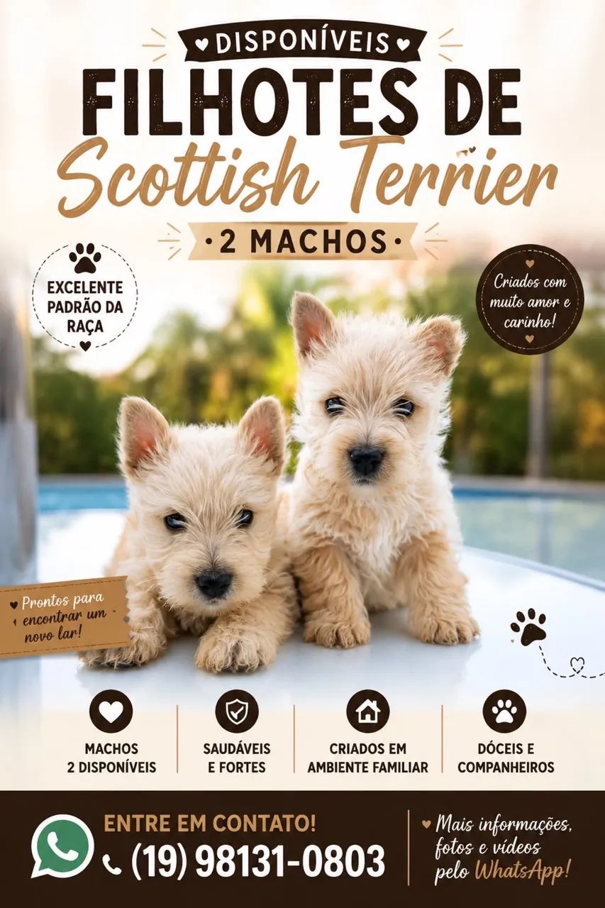 Scottish terrier  - Foto 4