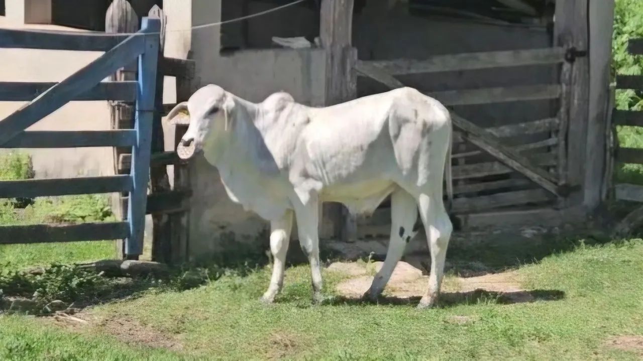 Bezerro Brahman - Foto 3