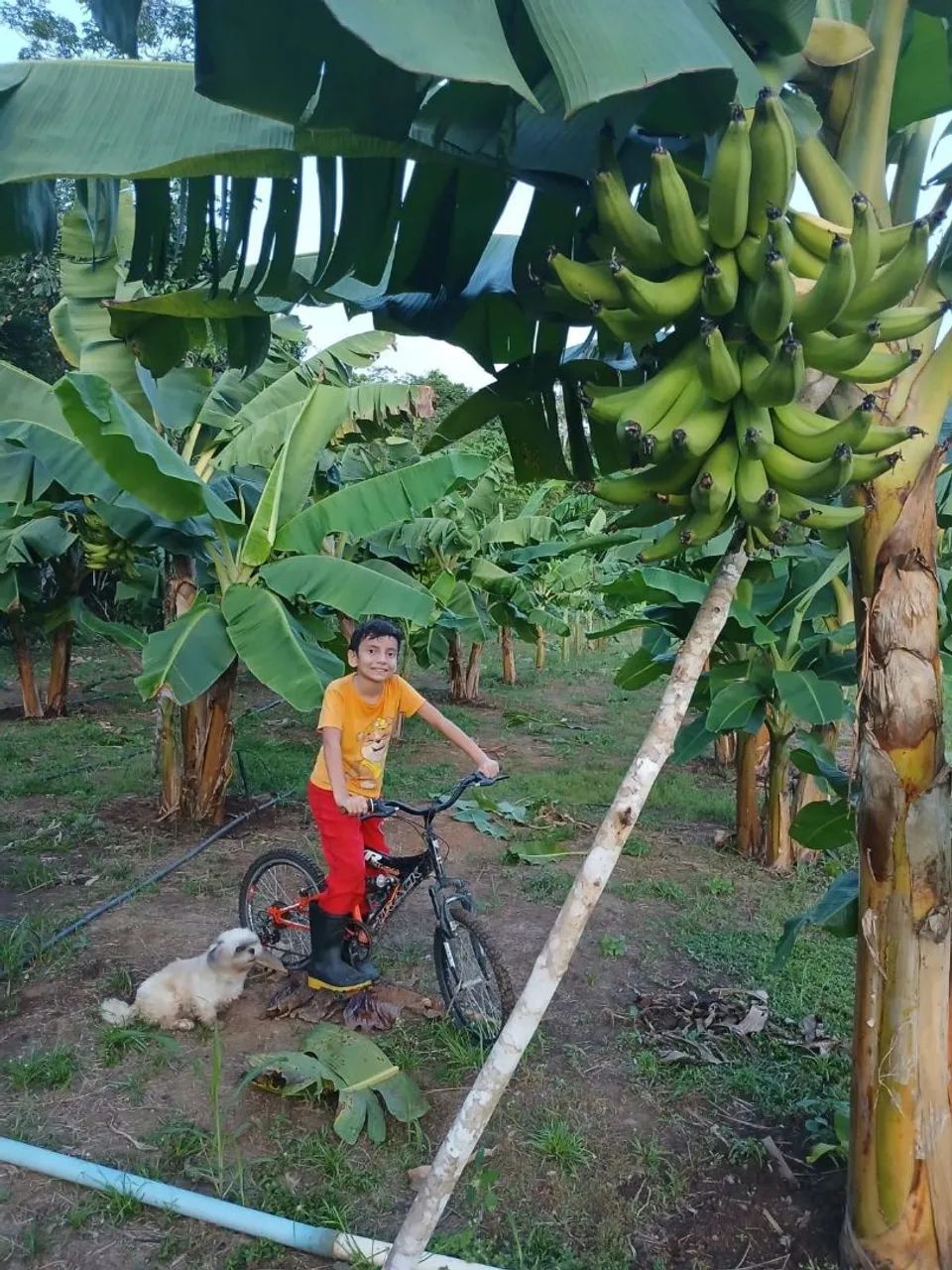 Mudas de bananas BRS TERRA ANÃ PACOVAN - Foto 2