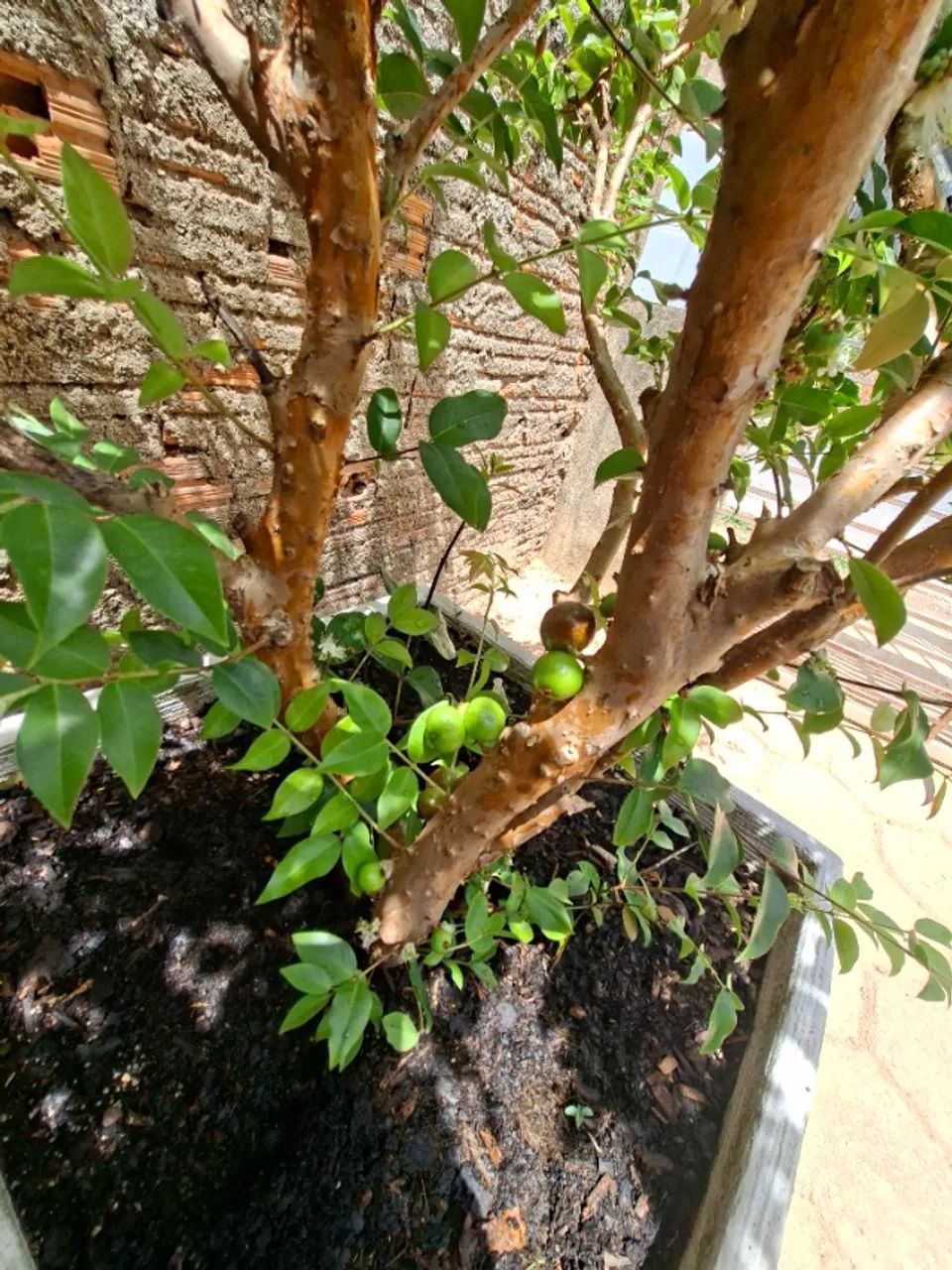 Jabuticabeira no vaso - Foto 2