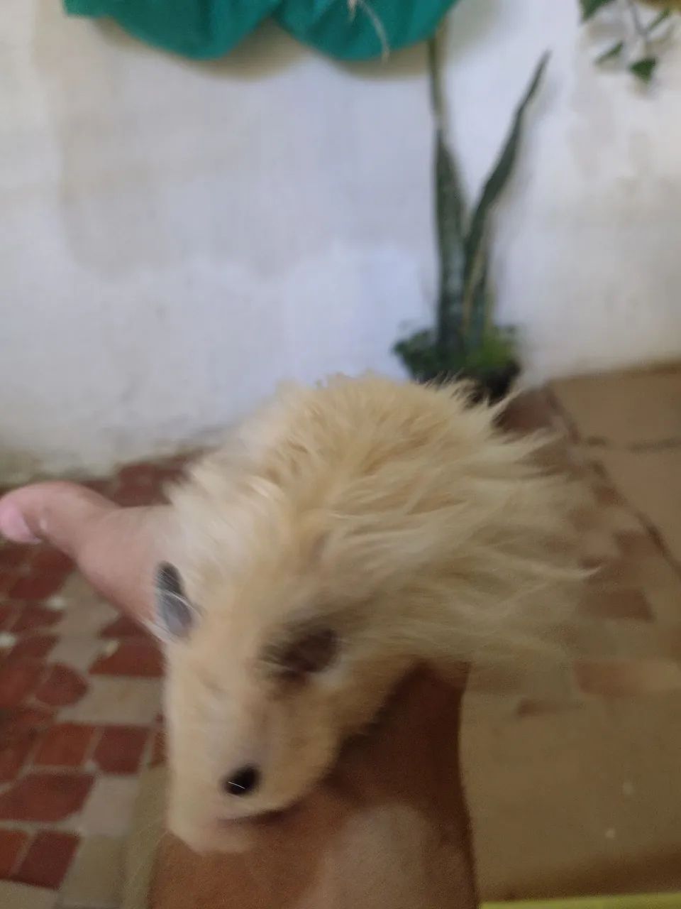 Hamister Angorá  - Foto 4