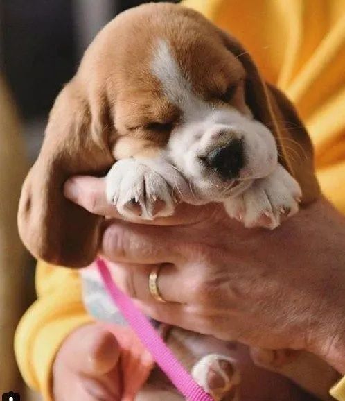 Basset Hound