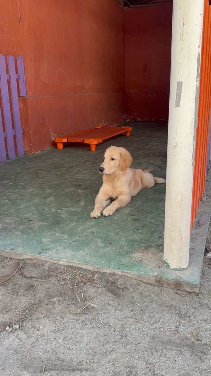 Golden retriever  - Foto 4