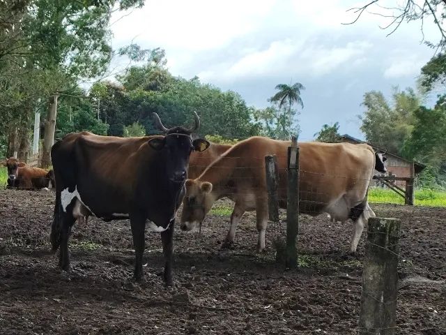 Vacas  - Foto 2