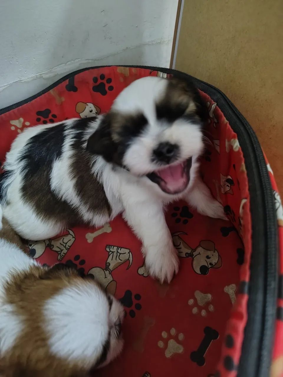 Cachorro