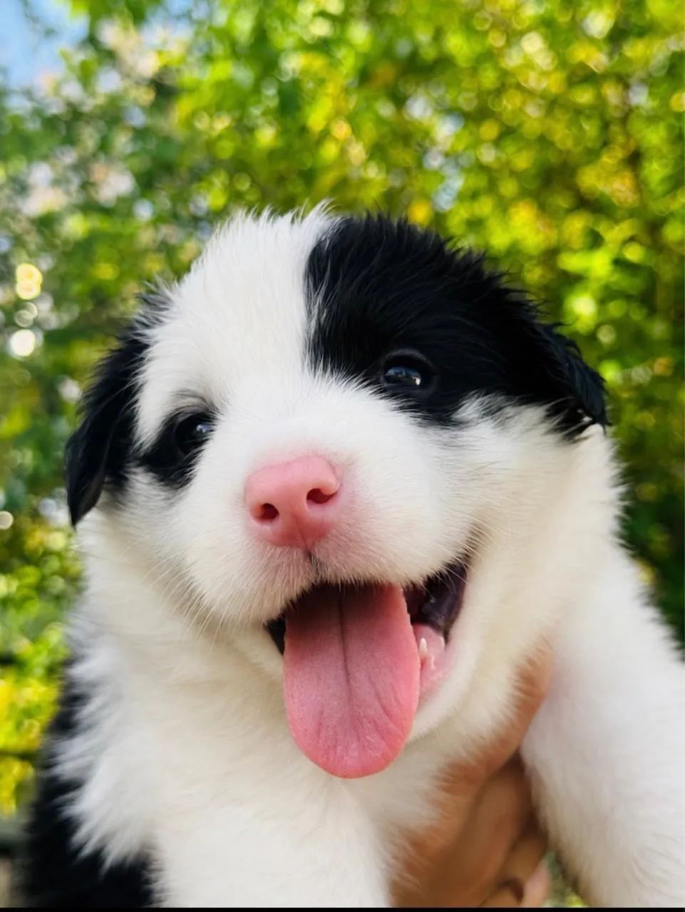 Border Collie
