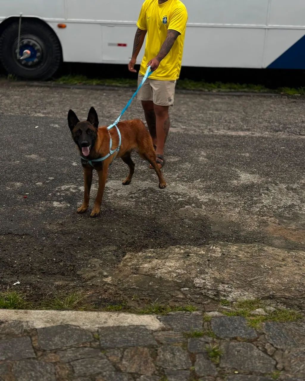 Pastor de Malinois 