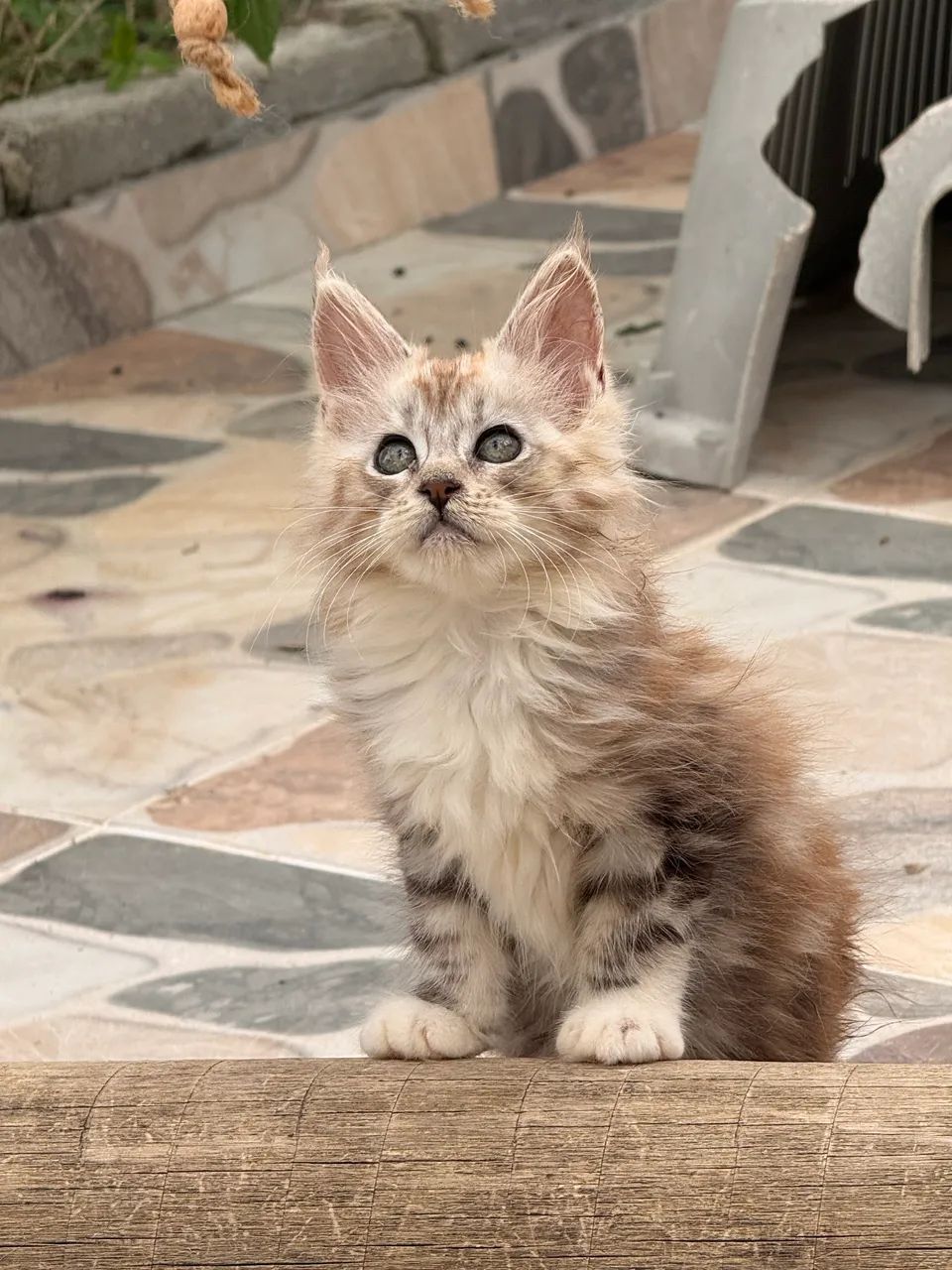 Filhotes Maine Coon o gato Gigante  - Foto 2