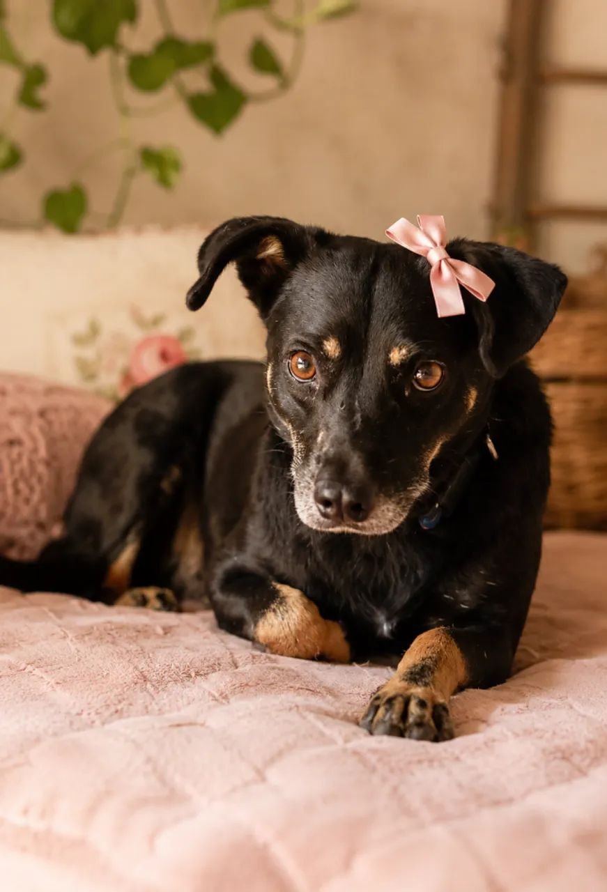 Zoe para Adoção - Foto 4