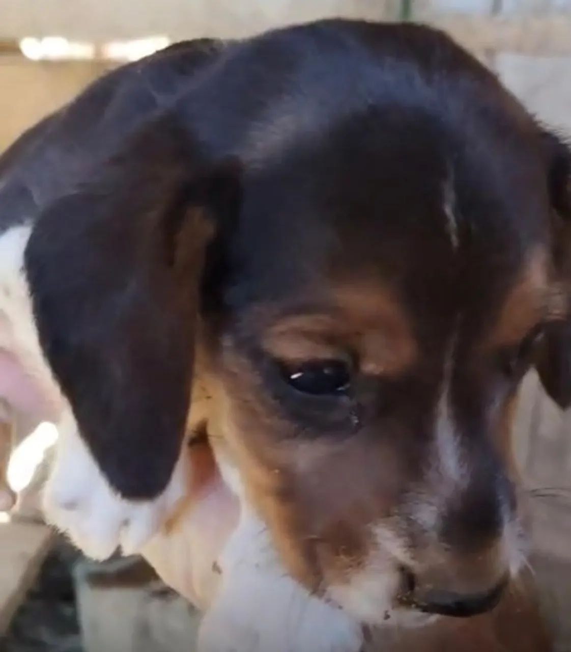 Beagle lindo macho 