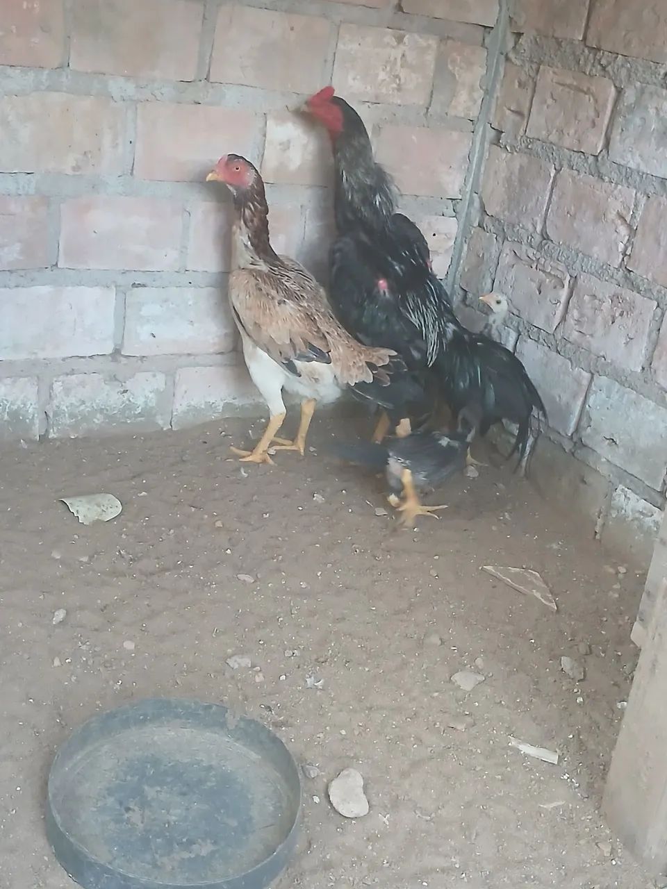 Galinha - Foto 2