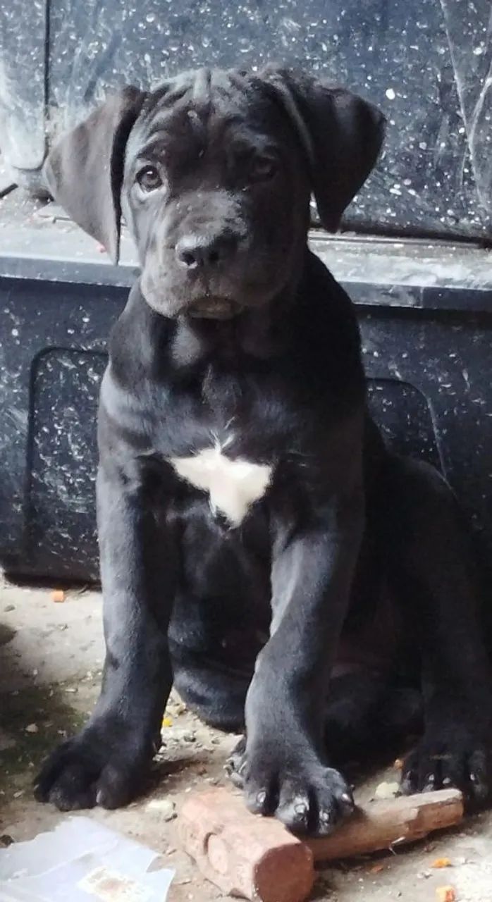 Cane corso - Foto 2