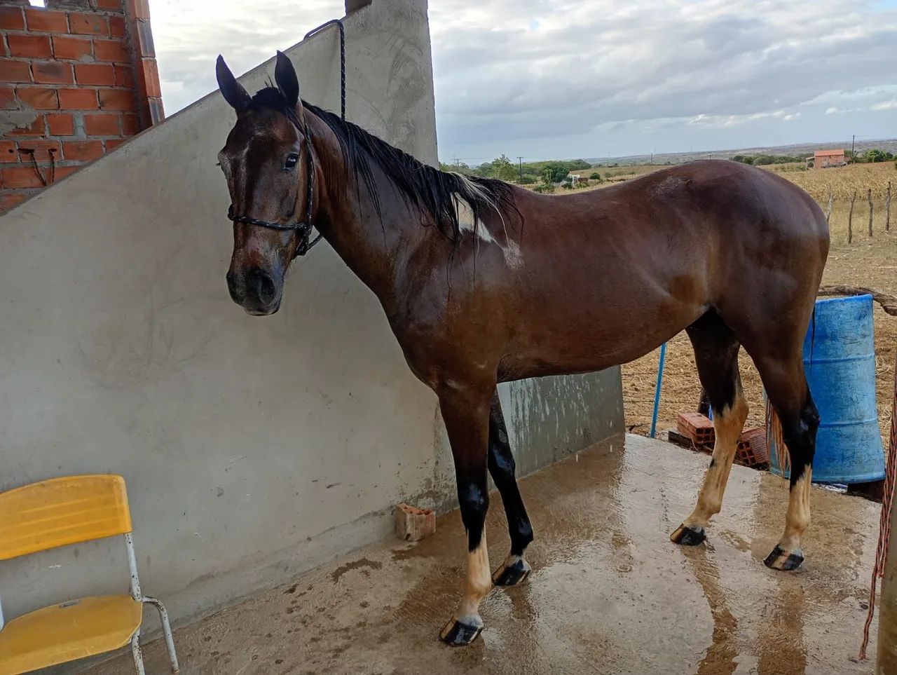 Cavalo penthose 