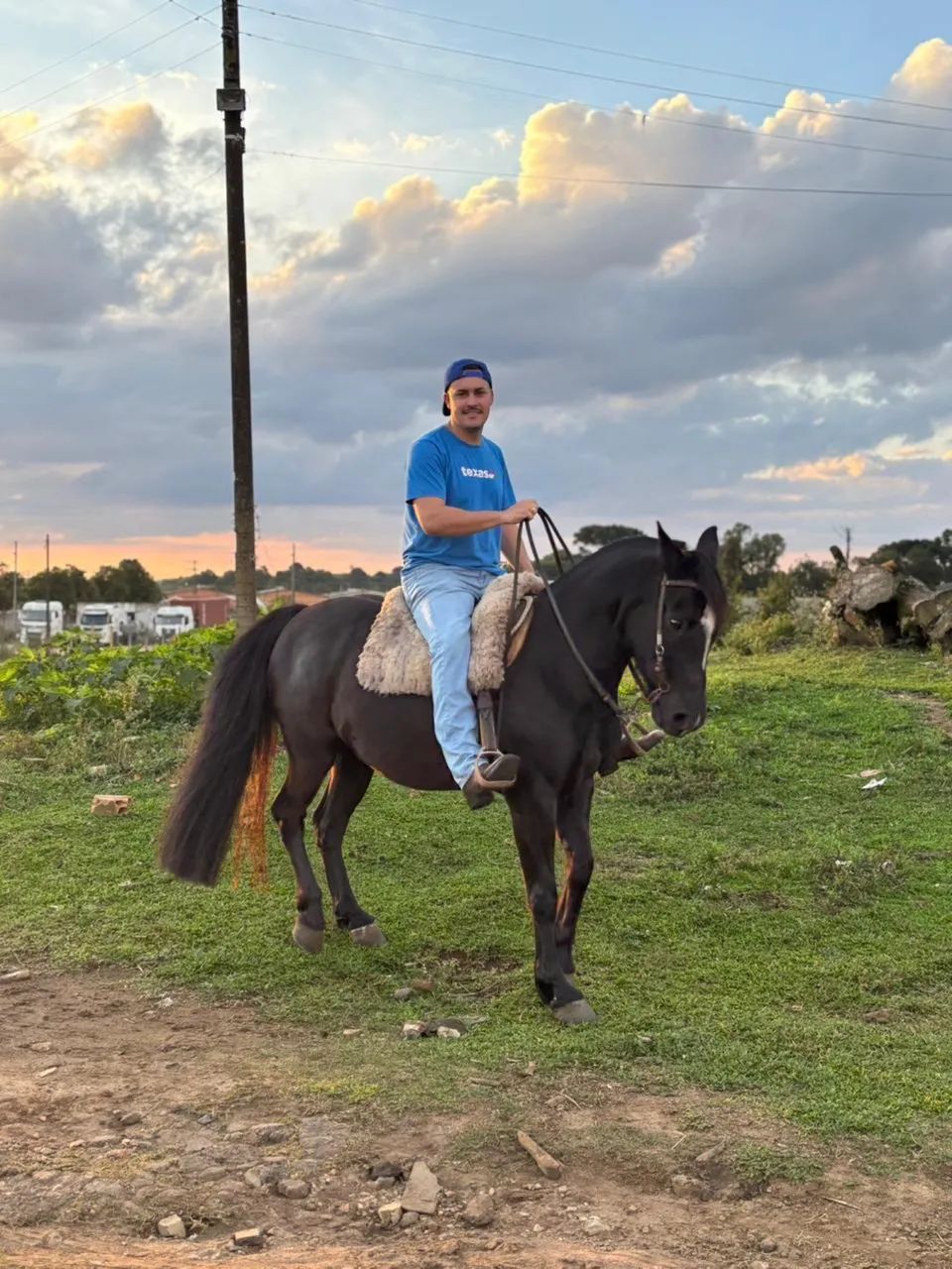 Cavalo crioulo castrado de luxo