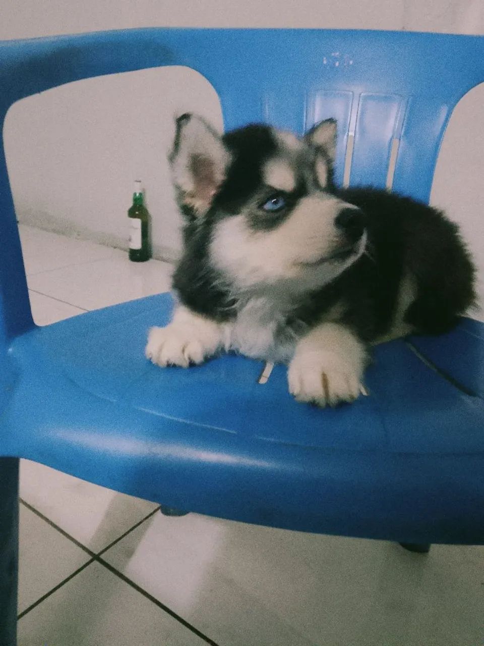 Husky siberiano - Foto 2