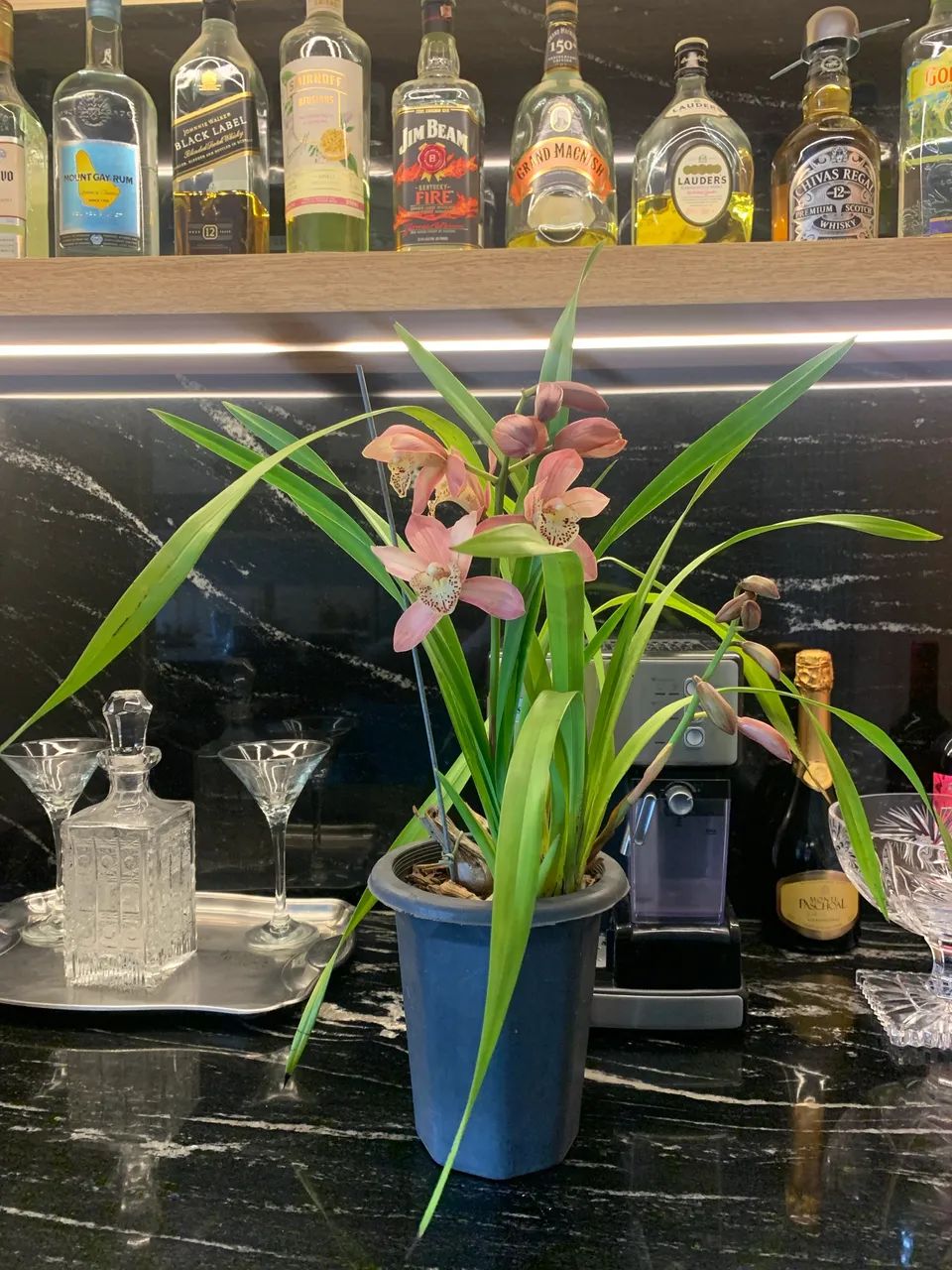 Orquídea Cymbidium  - Foto 6