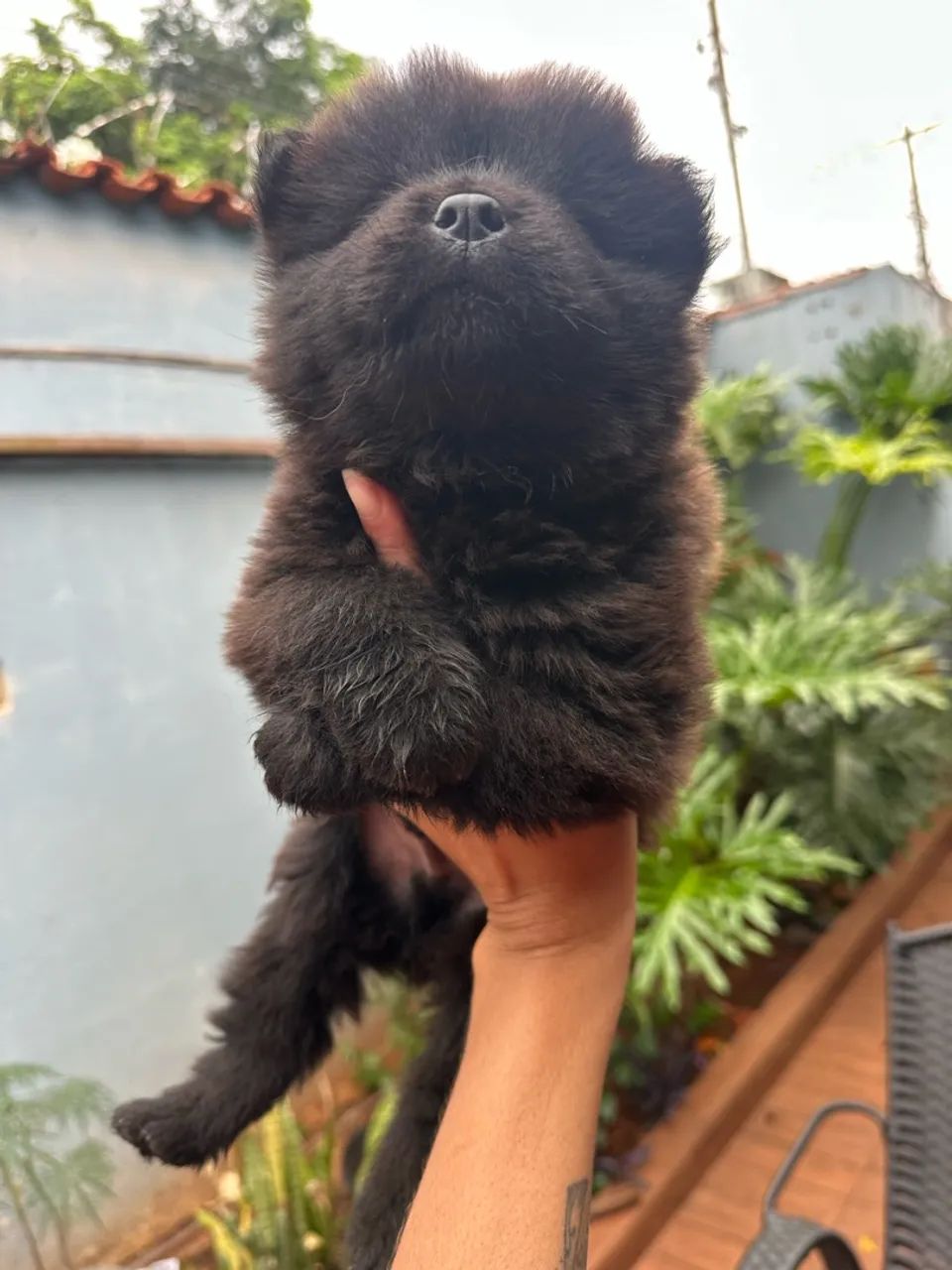 Filhote de chow chow R$250