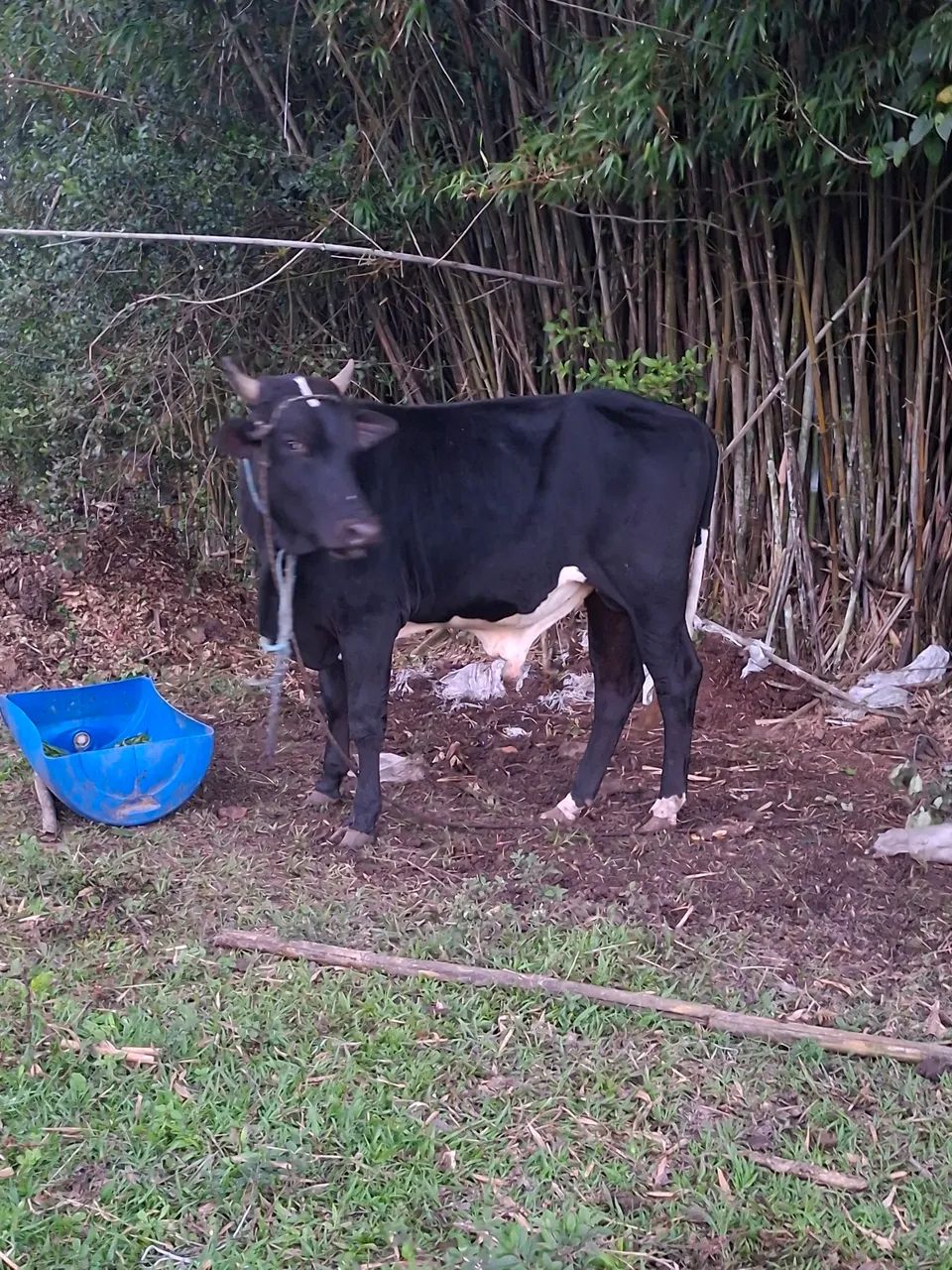 BOI NELORE COM HOLANDES   - Foto 2