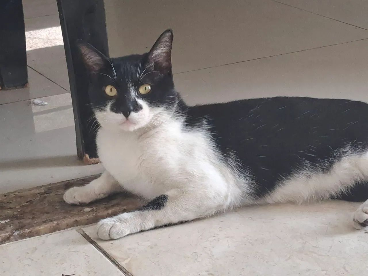 Adoção Responsável - Foto 3