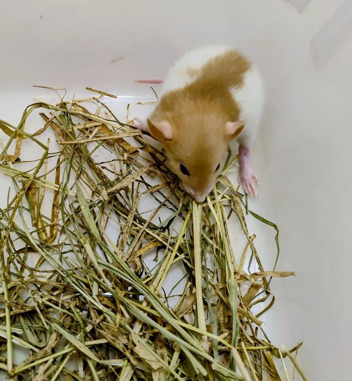 Mercol/ Twister Dumbo  - Foto 6