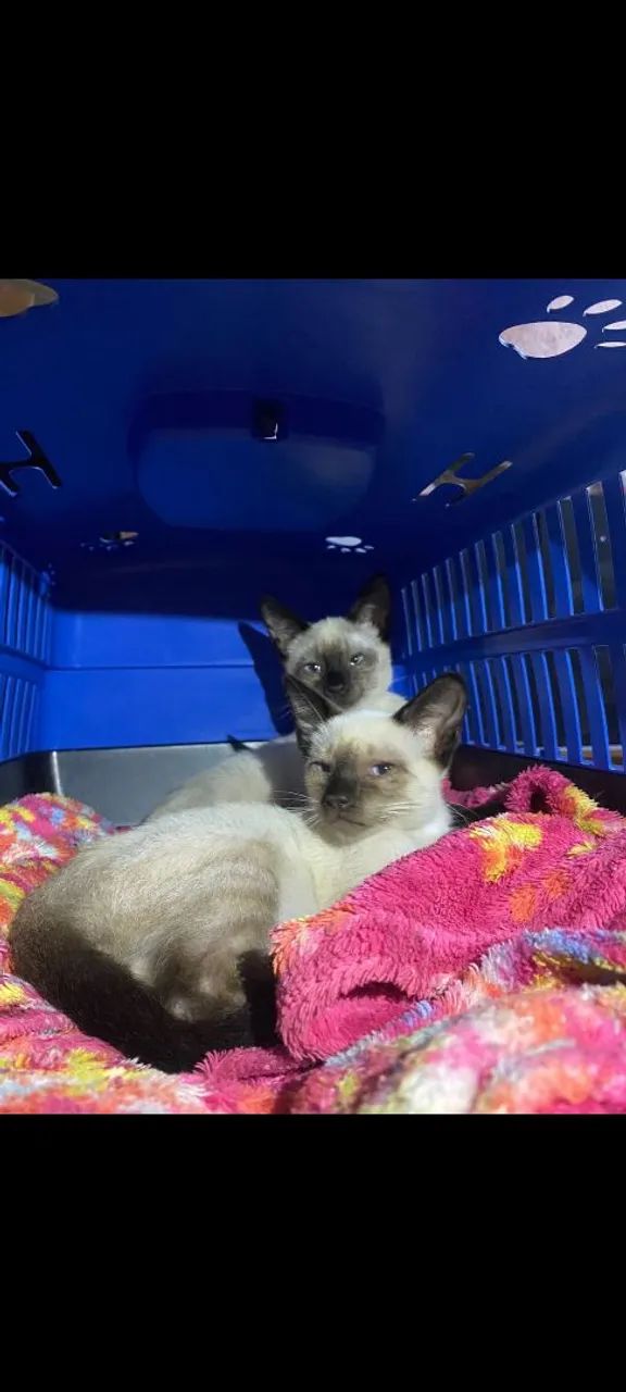 Doação Gatos Siamês Filhotes - Foto 2