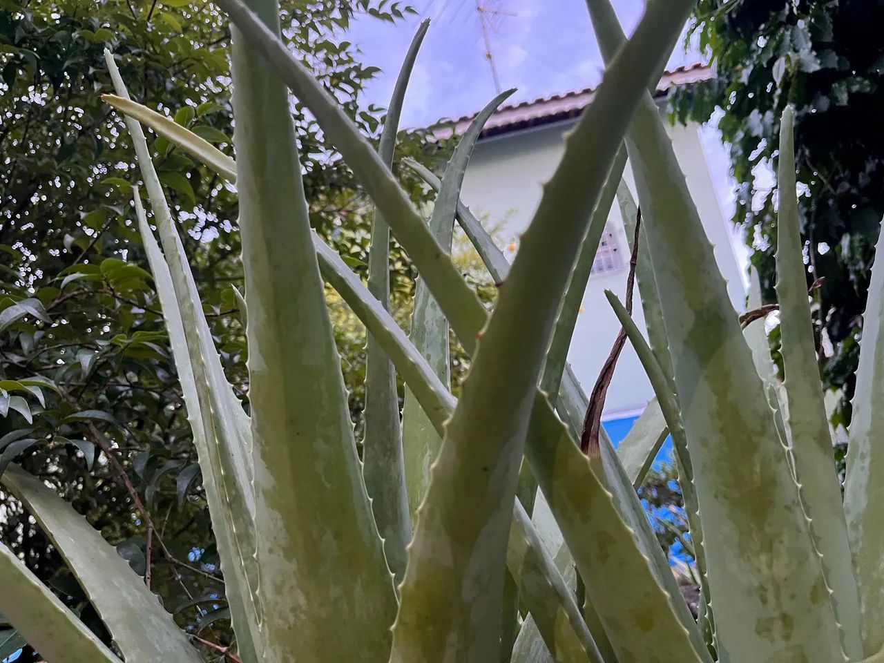 Babosa (Aloe Vera) Orgânica e Saudável  - Foto 3