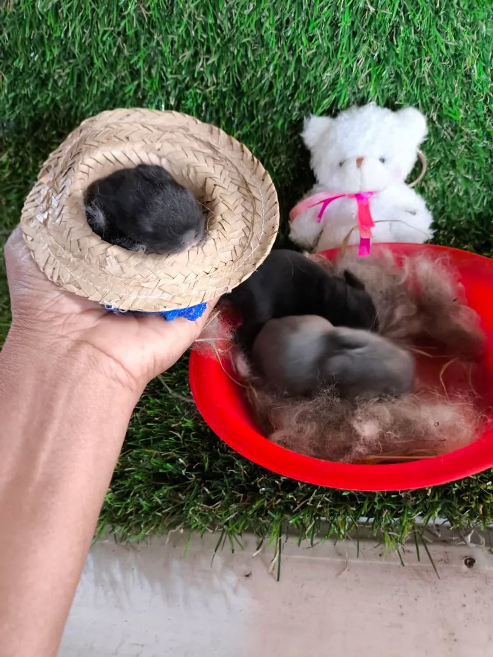 Lindos filhotes peludo.... muito fofos e carinhosos.o