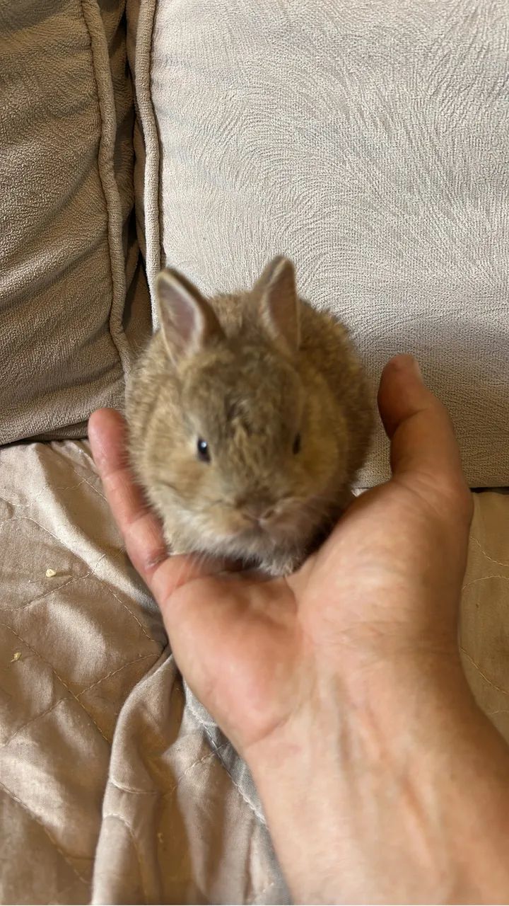 Nederland dwarf coelho anao - Foto 5