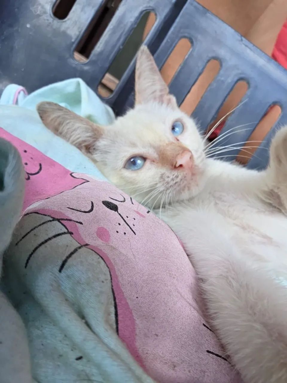 Gatinho  - Foto 4