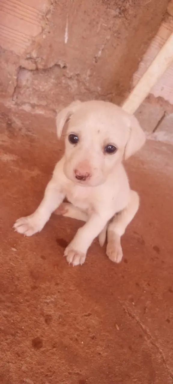 Animais de estimação  - Foto 5